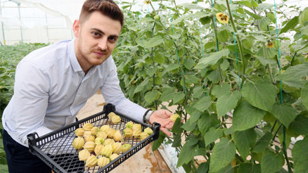 Altın çileğin 100 gramı 15 liradan satılıyor