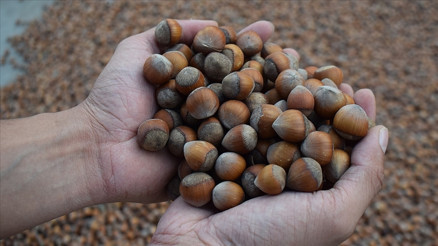 Türkiye son 6 ayda en fazla fındığı İtalyaya sattı