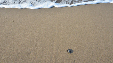 Caretta carettaların üreme alanıyla ilgili önemli düzenleme Yürürlüğe girdi...