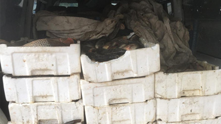 Edirnede yakalandı Tam 800 kilo, ceza yağdı...