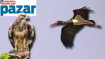 Leyleği de yırtıcıları da havada görme zamanı