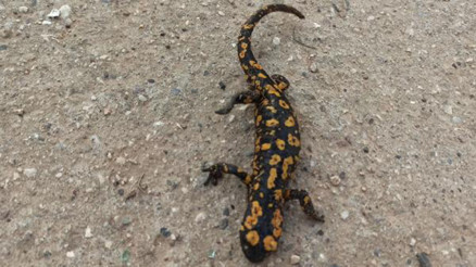 Batmanda, benekli Anadolu semenderi görüldü