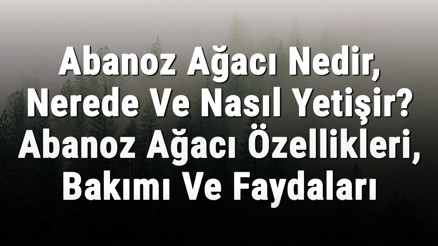 Abanoz Ağacı Nedir, Nerede Ve Nasıl Yetişir Abanoz Ağacı Özellikleri, Bakımı Ve Faydaları Hakkında Bilgi