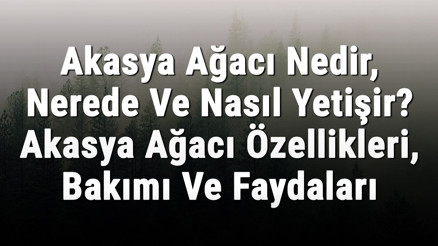 Akasya Ağacı Nedir, Nerede Ve Nasıl Yetişir Akasya Ağacı Özellikleri, Bakımı Ve Faydaları Hakkında Bilgi