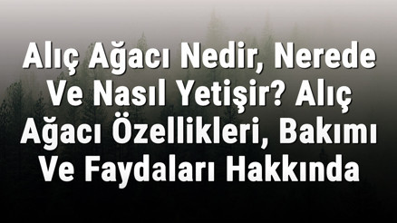 Alıç Ağacı Nedir, Nerede Ve Nasıl Yetişir Alıç Ağacı Özellikleri, Bakımı Ve Faydaları Hakkında Bilgi