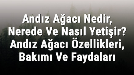 Andız Ağacı Nedir, Nerede Ve Nasıl Yetişir Andız Ağacı Özellikleri, Bakımı Ve Faydaları Hakkında Bilgi