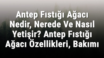 Antep Fıstığı Ağacı Nedir, Nerede Ve Nasıl Yetişir Antep Fıstığı Ağacı Özellikleri, Bakımı Ve Faydaları Hakkında Bilgi