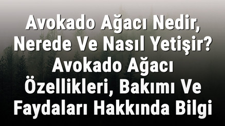 Avokado Ağacı Nedir, Nerede Ve Nasıl Yetişir Avokado Ağacı Özellikleri, Bakımı Ve Faydaları Hakkında Bilgi