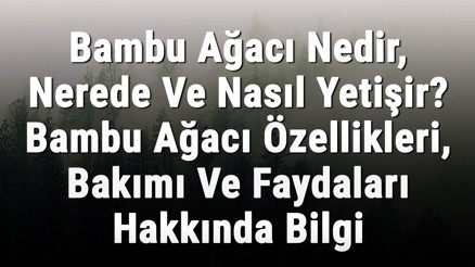 Bambu Ağacı Nedir, Nerede Ve Nasıl Yetişir Bambu Ağacı Özellikleri, Bakımı Ve Faydaları Hakkında Bilgi