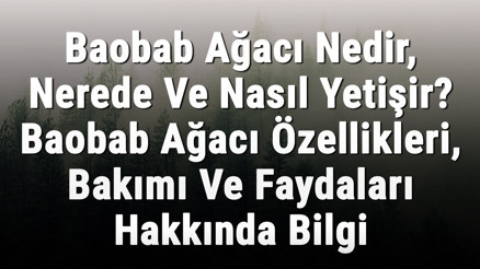 Baobab Ağacı Nedir, Nerede Ve Nasıl Yetişir Baobab Ağacı Özellikleri, Bakımı Ve Faydaları Hakkında Bilgi