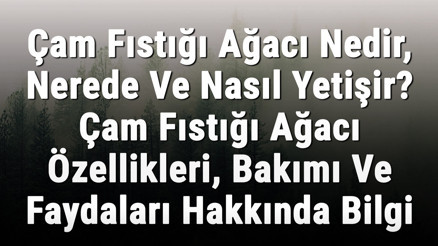 Çam Fıstığı Ağacı Nedir, Nerede Ve Nasıl Yetişir Çam Fıstığı Ağacı Özellikleri, Bakımı Ve Faydaları Hakkında Bilgi