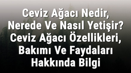 Ceviz Ağacı Nedir, Nerede Ve Nasıl Yetişir Ceviz Ağacı Özellikleri, Bakımı Ve Faydaları Hakkında Bilgi