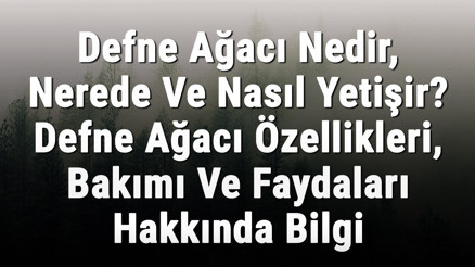 Defne Ağacı Nedir, Nerede Ve Nasıl Yetişir Defne Ağacı Özellikleri, Bakımı Ve Faydaları Hakkında Bilgi