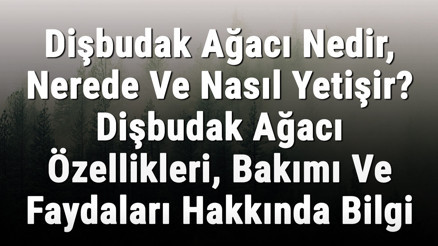 Dişbudak Ağacı Nedir, Nerede Ve Nasıl Yetişir Dişbudak Ağacı Özellikleri, Bakımı Ve Faydaları Hakkında Bilgi
