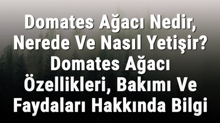 Domates Ağacı Nedir, Nerede Ve Nasıl Yetişir Domates Ağacı Özellikleri, Bakımı Ve Faydaları Hakkında Bilgi Domates Ağacı Nedir, Nerede Ve Nasıl Yetişir Domates Ağacı Özellikleri, Bakımı Ve Faydaları Hakkında Bilgi