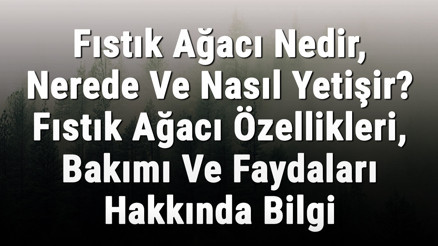 Fıstık Ağacı Nedir, Nerede Ve Nasıl Yetişir Fıstık Ağacı Özellikleri, Bakımı Ve Faydaları Hakkında Bilgi