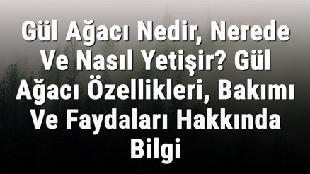 Gül Ağacı Nedir, Nerede Ve Nasıl Yetişir Gül Ağacı Özellikleri, Bakımı Ve Faydaları Hakkında Bilgi Gül Ağacı Nedir, Nerede Ve Nasıl Yetişir Gül Ağacı Özellikleri, Bakımı Ve Faydaları Hakkında Bilgi