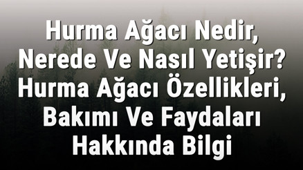 Hurma Ağacı Nedir, Nerede Ve Nasıl Yetişir Hurma Ağacı Özellikleri, Bakımı Ve Faydaları Hakkında Bilgi
