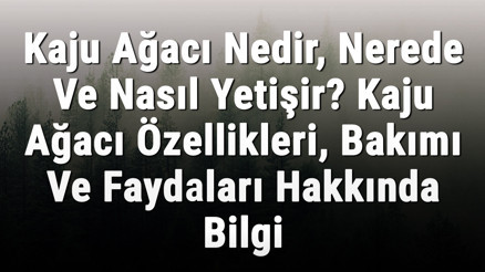 Kaju Ağacı Nedir, Nerede Ve Nasıl Yetişir Kaju Ağacı Özellikleri, Bakımı Ve Faydaları Hakkında Bilgi