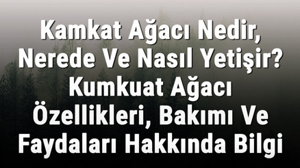 Kamkat Ağacı Nedir, Nerede Ve Nasıl Yetişir Kumkuat Ağacı Özellikleri, Bakımı Ve Faydaları Hakkında Bilgi