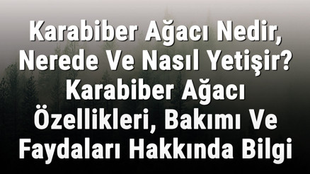 Karabiber Ağacı Nedir, Nerede Ve Nasıl Yetişir Karabiber Ağacı Özellikleri, Bakımı Ve Faydaları Hakkında Bilgi