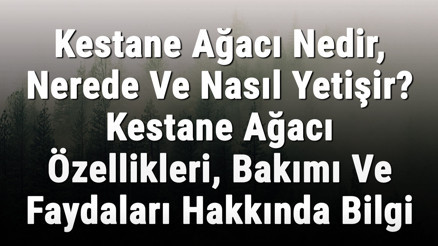 Kestane Ağacı Nedir, Nerede Ve Nasıl Yetişir Kestane Ağacı Özellikleri, Bakımı Ve Faydaları Hakkında Bilgi