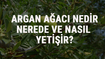 Argan Ağacı Nedir, Nerede Ve Nasıl Yetişir Argan Ağacı Özellikleri, Bakımı Ve Faydaları Hakkında Bilgi