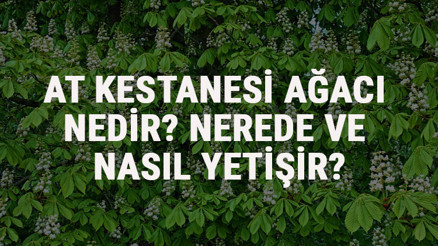 At Kestanesi Ağacı Nedir, Nerede Ve Nasıl Yetişir At Kestanesi Ağacı Özellikleri, Bakımı Ve Faydaları Hakkında Bilgi At Kestanesi Ağacı Nedir, Nerede Ve Nasıl Yetişir At Kestanesi Ağacı Özellikleri, Bakımı Ve Faydaları Hakkında Bilgi