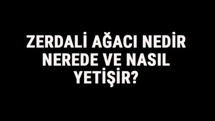 Zerdali Ağacı Nedir, Nerede Ve Nasıl Yetişir Zerdali Ağacı Özellikleri, Bakımı Ve Faydaları Hakkında Bilgi
