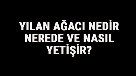 Yılan Ağacı Nedir, Nerede Ve Nasıl Yetişir Yılan Ağacı Özellikleri, Bakımı Ve Faydaları Hakkında Bilgi