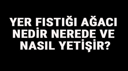 Yer Fıstığı Ağacı Nedir, Nerede Ve Nasıl Yetişir Yer Fıstığı Ağacı Özellikleri, Bakımı Ve Faydaları Hakkında Bilgi