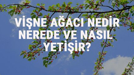 Vişne Ağacı Nedir, Nerede Ve Nasıl Yetişir Vişne Ağacı Özellikleri, Bakımı Ve Faydaları Hakkında Bilgi Vişne Ağacı Nedir, Nerede Ve Nasıl Yetişir Vişne Ağacı Özellikleri, Bakımı Ve Faydaları Hakkında Bilgi