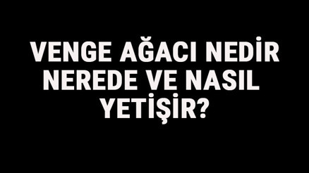 Venge Ağacı Nedir, Nerede Ve Nasıl Yetişir Venge Ağacı Özellikleri, Bakımı Ve Faydaları Hakkında Bilgi