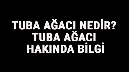 Tuba Ağacı Nedir Tuba Ağacı Hakkında Bilgi Tuba Ağacı Nedir Tuba Ağacı Hakkında Bilgi