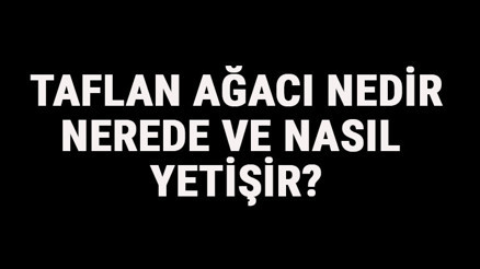 Taflan Ağacı Nedir, Nerede Ve Nasıl Yetişir Taflan Ağacı Özellikleri, Bakımı Ve Faydaları Hakkında Bilgi