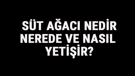 Süt Ağacı Nedir, Nerede Ve Nasıl Yetişir Süt Ağacı Özellikleri, Bakımı Ve Faydaları Hakkında Bilgi