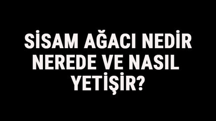 Sisam Ağacı Nedir, Nerede Ve Nasıl Yetişir Sisam Ağacı Özellikleri, Bakımı Ve Faydaları Hakkında Bilgi