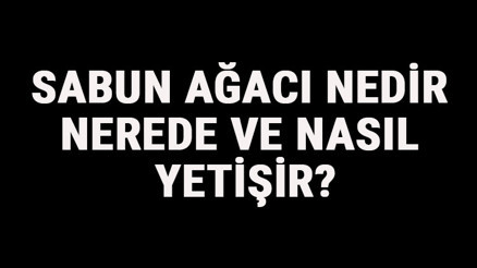 Sabun Ağacı Nedir, Nerede Ve Nasıl Yetişir Sabun Ağacı Özellikleri, Bakımı Ve Faydaları Hakkında Bilgi