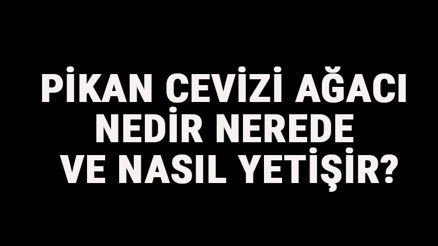 Pikan Cevizi Ağacı Nedir, Nerede Ve Nasıl Yetişir Pikan Cevizi Ağacı Özellikleri, Bakımı Ve Faydaları Hakkında Bilgİ