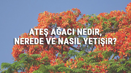 Ateş Ağacı Nedir, Nerede Ve Nasıl Yetişir Ateş Ağacı Özellikleri, Bakımı Ve Faydaları Hakkında Bilgi Ateş Ağacı Nedir, Nerede Ve Nasıl Yetişir Ateş Ağacı Özellikleri, Bakımı Ve Faydaları Hakkında Bilgi