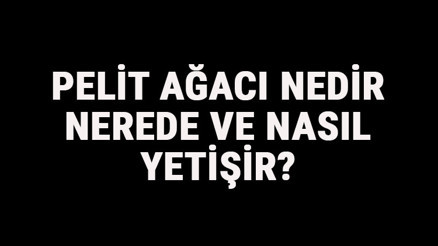 Pelit Ağacı Nedir, Nerede Ve Nasıl Yetişir Pelit Ağacı Özellikleri, Bakımı Ve Faydaları Hakkında Bilgi