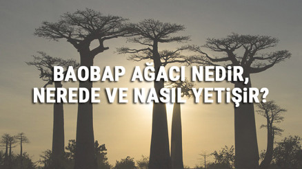 Baobap Ağacı Nedir, Nerede Ve Nasıl Yetişir Baobap Ağacı Özellikleri, Bakımı Ve Faydaları Hakkında Bilgi