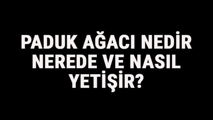 Paduk Ağacı Nedir, Nerede Ve Nasıl Yetişir Paduk Ağacı Özellikleri, Bakımı Ve Faydaları Hakkında Bilgi