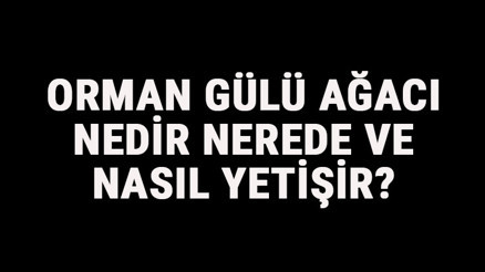 Orman Gülü Ağacı Nedir, Nerede Ve Nasıl Yetişir Orman Gülü Ağacı Özellikleri, Bakımı Ve Faydaları Hakkında Bilgi