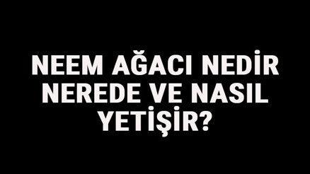 Neem Ağacı Nedir, Nerede Ve Nasıl Yetişir Neem Ağacı Özellikleri, Bakımı Ve Faydaları Hakkında Bilgi