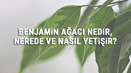 Benjamin Ağacı Nedir, Nerede Ve Nasıl Yetişir Benjamin Ağacı Özellikleri, Bakımı Ve Faydaları Hakkında Bilgi