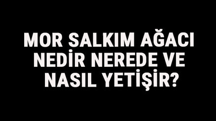 Mor Salkım Ağacı Nedir, Nerede Ve Nasıl Yetişir Mor Salkım Ağacı Özellikleri, Bakımı Ve Faydaları Hakkında Bilgi