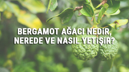 Bergamot Ağacı Nedir, Nerede Ve Nasıl Yetişir Bergamot Ağacı Özellikleri, Bakımı Ve Faydaları Hakkında Bilgi