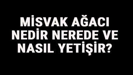 Misvak Ağacı Nedir, Nerede Ve Nasıl Yetişir Misvak Ağacı Özellikleri, Bakımı Ve Faydaları Hakkında Bilgi