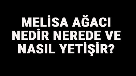 Melisa Ağacı Nedir, Nerede Ve Nasıl Yetişir Melisa Ağacı Özellikleri, Bakımı Ve Faydaları Hakkında Bilgi Melisa Ağacı Nedir, Nerede Ve Nasıl Yetişir Melisa Ağacı Özellikleri, Bakımı Ve Faydaları Hakkında Bilgi